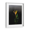 Bird of Paradise - Boysribs | Cuadro decorativo de Canvas Lab