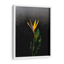 Bird of Paradise - Boysribs | Cuadro decorativo de Canvas Lab