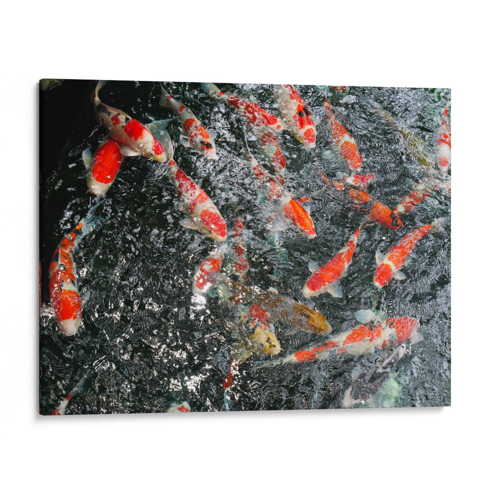 KOI JAPAN - Salvadorlg.art | Cuadro decorativo de Canvas Lab