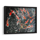 KOI JAPAN - Salvadorlg.art | Cuadro decorativo de Canvas Lab