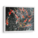 KOI JAPAN - Salvadorlg.art | Cuadro decorativo de Canvas Lab
