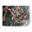 KOI JAPAN - Salvadorlg.art | Cuadro decorativo de Canvas Lab