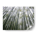 BAMBOO FOREST - Salvadorlg.art | Cuadro decorativo de Canvas Lab