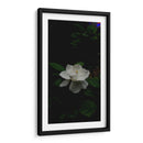 Flor de Loto Blanca - Salvador Gallardo | Cuadro decorativo de Canvas Lab