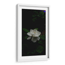 Flor de Loto Blanca - Salvador Gallardo | Cuadro decorativo de Canvas Lab