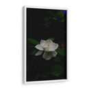 Flor de Loto Blanca - Salvador Gallardo | Cuadro decorativo de Canvas Lab