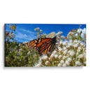 Mariposa monarca disfrutando néctar - Salvador Gallardo | Cuadro decorativo de Canvas Lab
