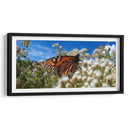 Mariposa monarca disfrutando néctar - Salvador Gallardo | Cuadro decorativo de Canvas Lab