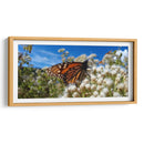 Mariposa monarca disfrutando néctar - Salvador Gallardo | Cuadro decorativo de Canvas Lab