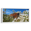 Mariposa monarca disfrutando néctar - Salvador Gallardo | Cuadro decorativo de Canvas Lab