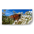 Mariposa monarca disfrutando néctar - Salvador Gallardo | Cuadro decorativo de Canvas Lab