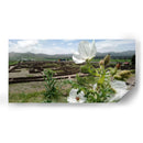 La vida crece aún en las ruinas (Tecoaque) - Salvador Gallardo | Cuadro decorativo de Canvas Lab