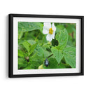 Escarabajo Saboreando una Flor - Salvador Gallardo | Cuadro decorativo de Canvas Lab