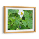 Escarabajo Saboreando una Flor - Salvador Gallardo | Cuadro decorativo de Canvas Lab