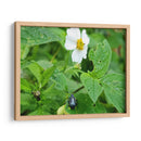 Escarabajo Saboreando una Flor - Salvador Gallardo | Cuadro decorativo de Canvas Lab