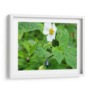 Escarabajo Saboreando una Flor - Salvador Gallardo | Cuadro decorativo de Canvas Lab