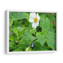 Escarabajo Saboreando una Flor - Salvador Gallardo | Cuadro decorativo de Canvas Lab