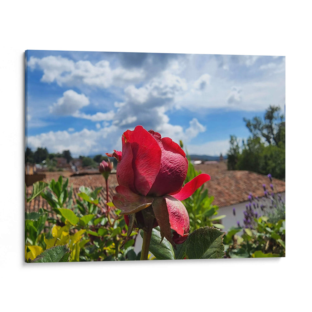 Rosa en los tejados - Salvador Gallardo | Cuadro decorativo de Canvas Lab