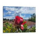 Rosa en los tejados - Salvador Gallardo | Cuadro decorativo de Canvas Lab