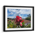 Rosa en los tejados - Salvador Gallardo | Cuadro decorativo de Canvas Lab