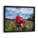 Rosa en los tejados - Salvador Gallardo | Cuadro decorativo de Canvas Lab