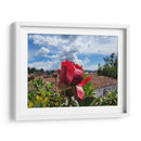 Rosa en los tejados - Salvador Gallardo | Cuadro decorativo de Canvas Lab