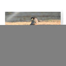 La persistencia  - Isabel Soria | Cuadro decorativo de Canvas Lab