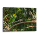 Loro - Alvaro Martinz | Cuadro decorativo de Canvas Lab