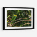 Loro - Alvaro Martinz | Cuadro decorativo de Canvas Lab