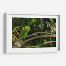 Loro - Alvaro Martinz | Cuadro decorativo de Canvas Lab