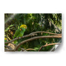 Loro - Alvaro Martinz | Cuadro decorativo de Canvas Lab