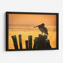 Pelícano en hora dorada - Ulises Páez | Cuadro decorativo de Canvas Lab