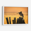 Pelícano en hora dorada - Ulises Páez | Cuadro decorativo de Canvas Lab