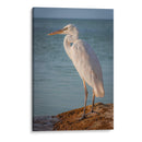 Paco en reflexión - Ulises Páez | Cuadro decorativo de Canvas Lab