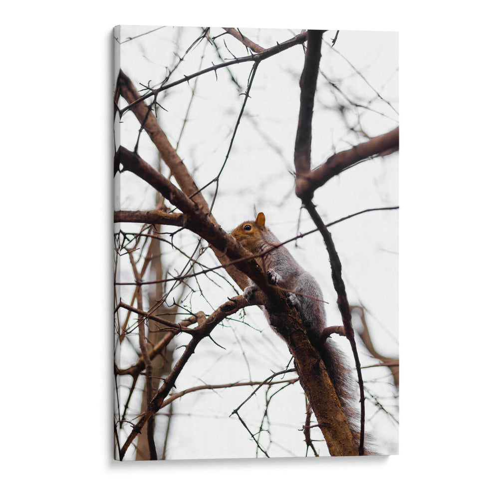 Ardilla en el árbol - yuncaba | Cuadro decorativo de Canvas Lab