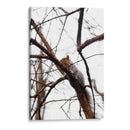 Ardilla en el árbol - yuncaba | Cuadro decorativo de Canvas Lab