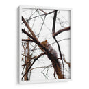 Ardilla en el árbol - yuncaba | Cuadro decorativo de Canvas Lab