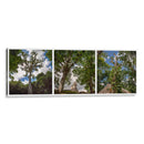 Selva de Tikal Tríptico - Carla Fernández | Cuadro decorativo de Canvas Lab