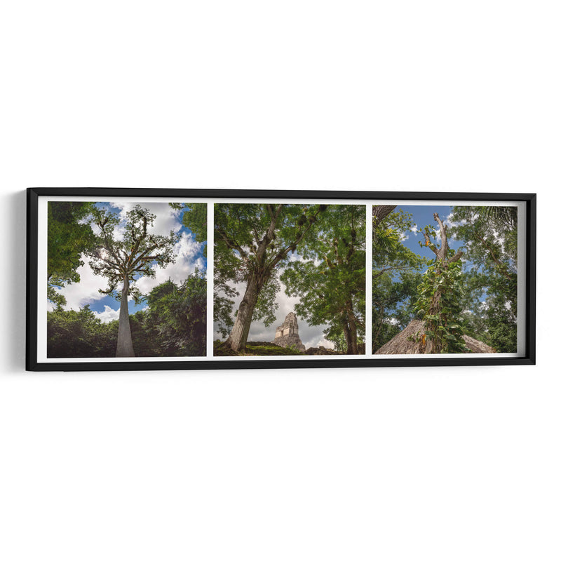 Selva de Tikal Tríptico - Carla Fernández | Cuadro decorativo de Canvas Lab