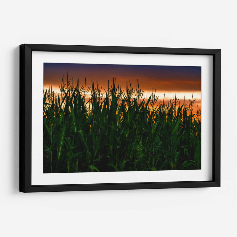 Plantación de Maíz al Anochecer - Carla Fernández | Cuadro decorativo de Canvas Lab