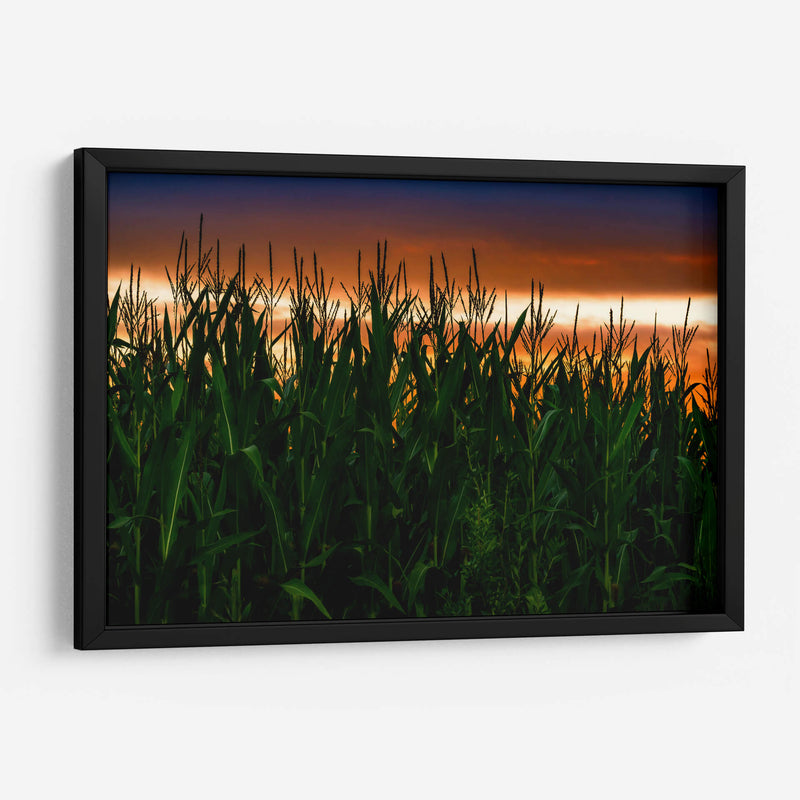Plantación de Maíz al Anochecer - Carla Fernández | Cuadro decorativo de Canvas Lab