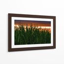 Plantación de Maíz al Anochecer - Carla Fernández | Cuadro decorativo de Canvas Lab