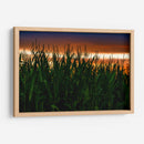 Plantación de Maíz al Anochecer - Carla Fernández | Cuadro decorativo de Canvas Lab