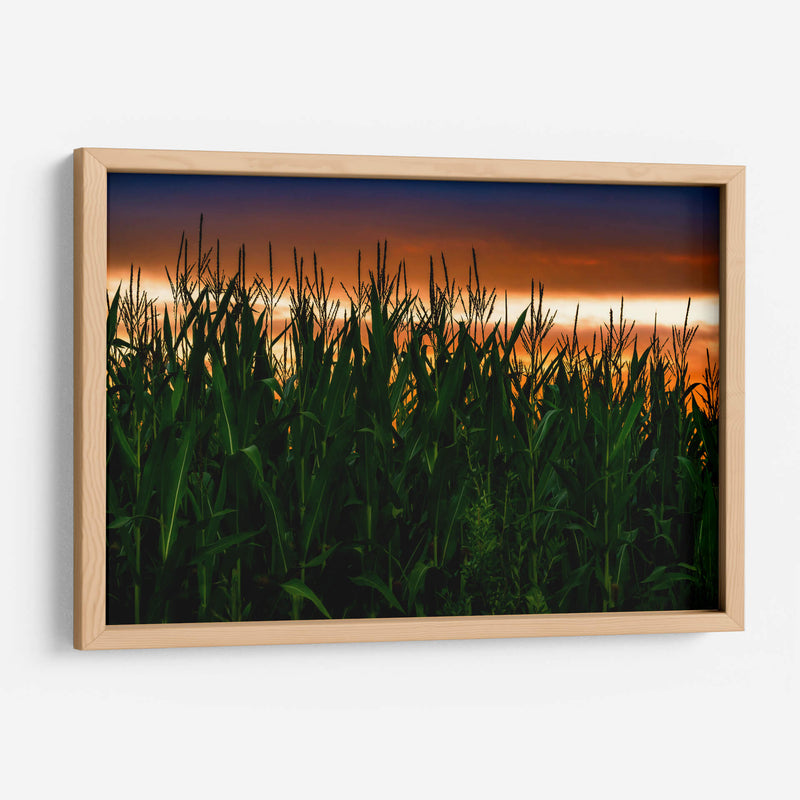 Plantación de Maíz al Anochecer - Carla Fernández | Cuadro decorativo de Canvas Lab