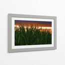 Plantación de Maíz al Anochecer - Carla Fernández | Cuadro decorativo de Canvas Lab