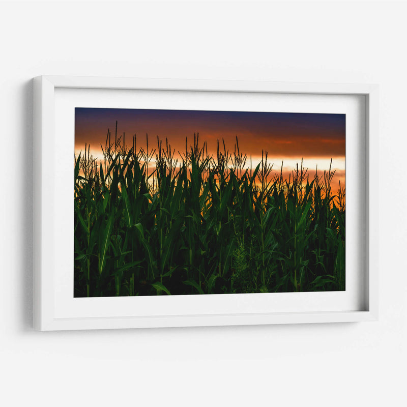 Plantación de Maíz al Anochecer - Carla Fernández | Cuadro decorativo de Canvas Lab