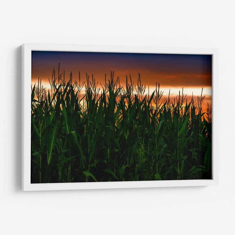 Plantación de Maíz al Anochecer - Carla Fernández | Cuadro decorativo de Canvas Lab