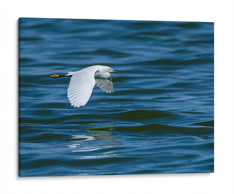 Garza dedos dorados - Manuel Jiménez | Cuadro decorativo de Canvas Lab