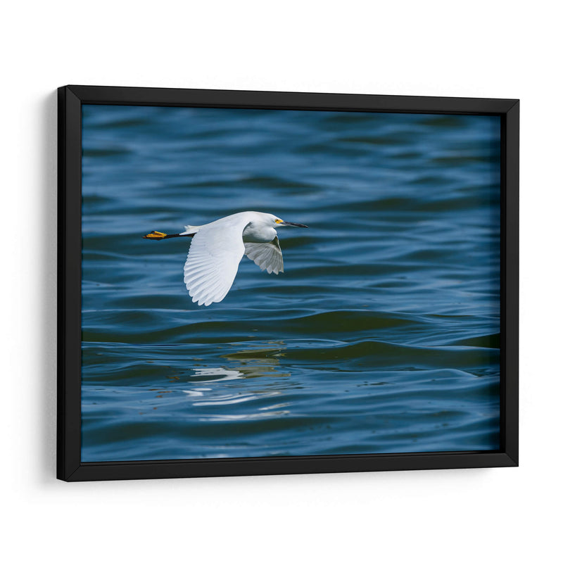 Garza dedos dorados - Manuel Jiménez | Cuadro decorativo de Canvas Lab