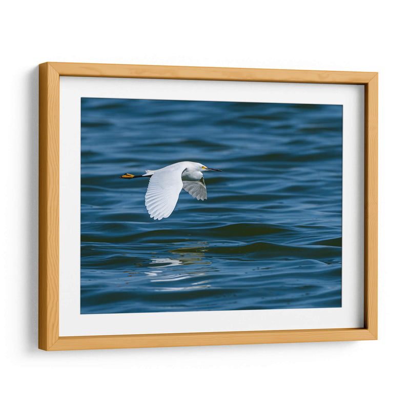 Garza dedos dorados - Manuel Jiménez | Cuadro decorativo de Canvas Lab